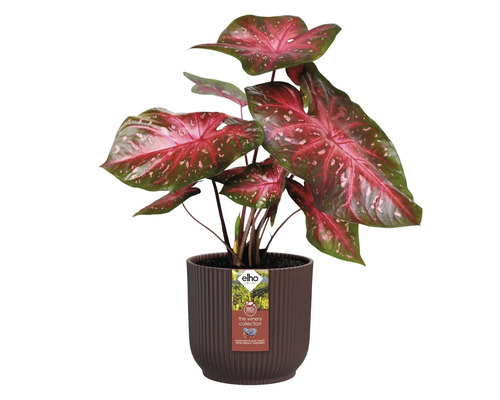 Plante à feuilles rouges dans un pot brun