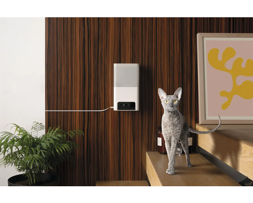 Scène avec distributeur automatique de nourriture pour animaux de compagnie, plante en pot et un chat au premier plan
