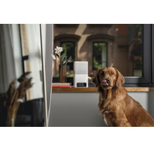 Golden Retriever devant un distributeur automatique de nourriture pour chiens posé sur un rebord de fenêtre