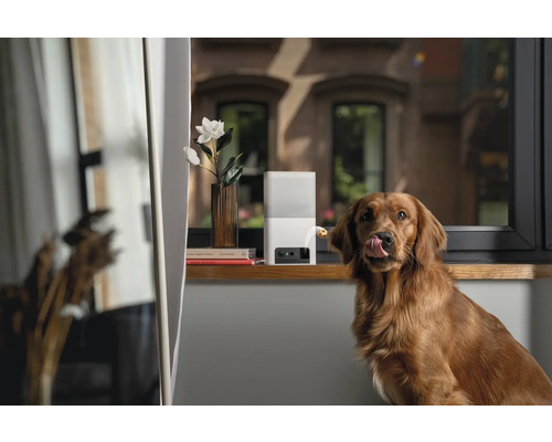 Golden Retriever devant un distributeur automatique de nourriture pour chiens posé sur un rebord de fenêtre