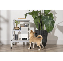Scène avec une plante d''intérieur, une étagère échelle et un petit chien regardant un humidificateur