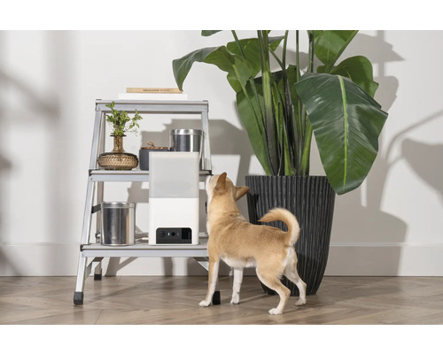 Scène avec une plante d''intérieur, une étagère échelle et un petit chien regardant un humidificateur