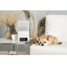 Distributeur automatique d''aliments pour animaux de compagnie à côté d''un chihuahua sur un canapé
