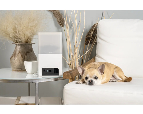 Distributeur automatique d''aliments pour animaux de compagnie à côté d''un chihuahua sur un canapé