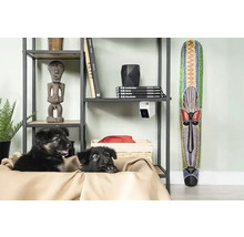 Étagère avec objets de décoration, caméra de surveillance et deux chiots