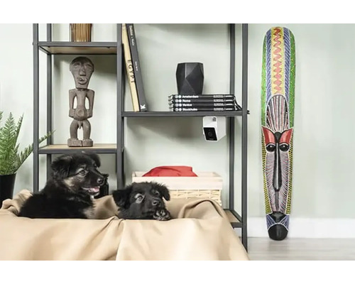Étagère avec objets de décoration, caméra de surveillance et deux chiots