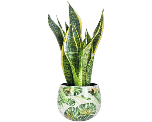 Sansevieria dans un pot avec motif de feuilles