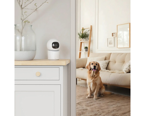 Innenaufnahme eines Wohnzimmers mit Überwachungskamera auf einem Schrank und einem sitzenden Hund