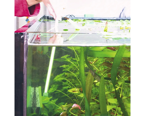 Aquarium mit Wasserpflanzen und Person