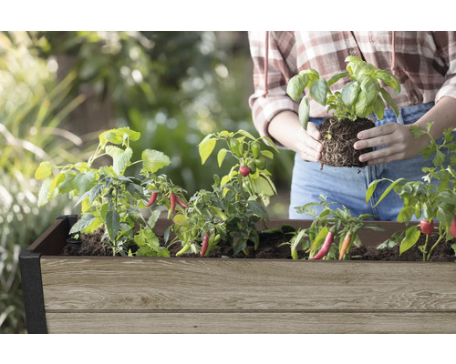 Jardinière surélevée avec des plants de piment et un plant de basilic