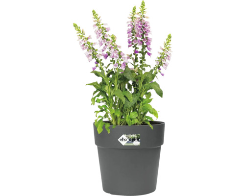 Gefingerhuter Blume in einem grauen Topf