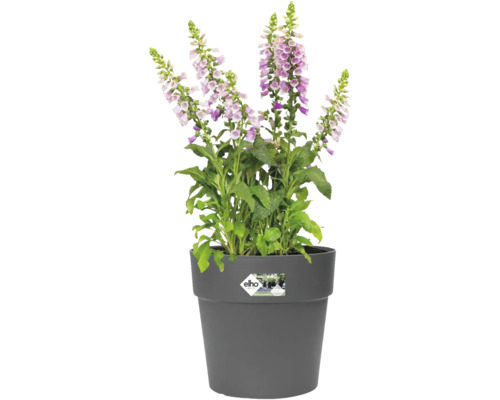 Blühender Fingerhut in einem grauen Pflanzgefäß