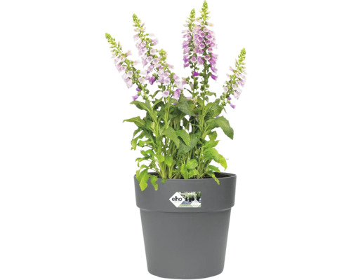 Gefüllter Digitalis-Blume in einem grauen Blumentopf