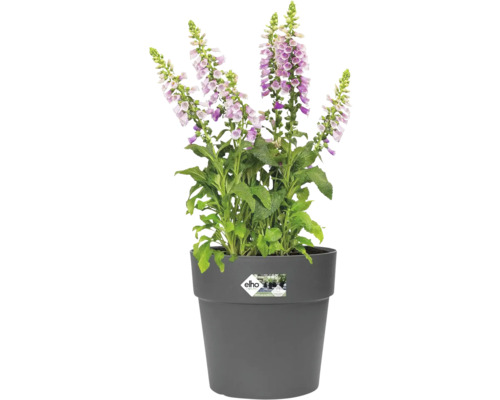 Digitale remplie dans un pot de fleurs gris