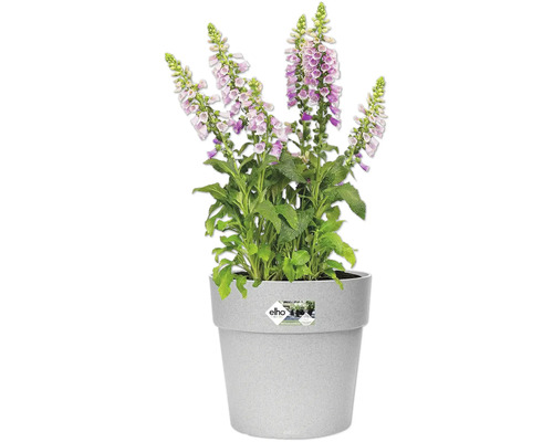 Fingerhut in einem Topf