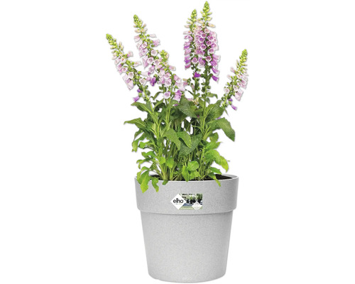 Gefüllter Fingerhut in einem Blumentopf