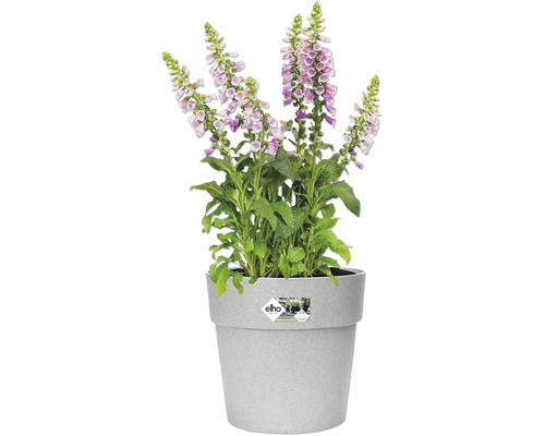 Digitale en fleurs dans un pot de fleurs gris