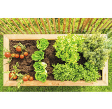 Jardinière surélevée avec tomates, laitue, persil et romarin devant une clôture en bois