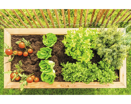 Jardinière surélevée avec tomates, laitue, persil et romarin devant une clôture en bois