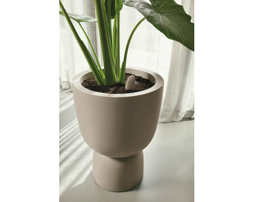 Plante d''intérieur dans un pot en céramique avec capteur d''humidité