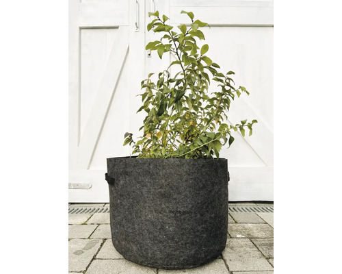 Plante dans un pot de fleurs en feutre