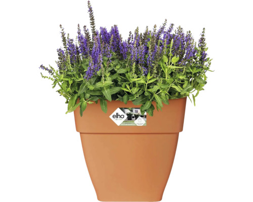 Pot de fleurs avec des plantes à fleurs violettes