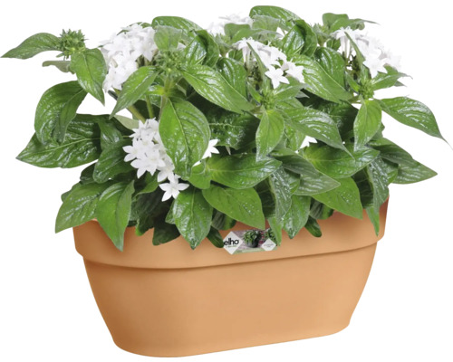 Sternenblume in einem Pflanzgefäß