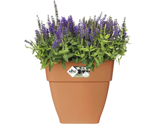 Blumentopf mit blühendem Lavendel