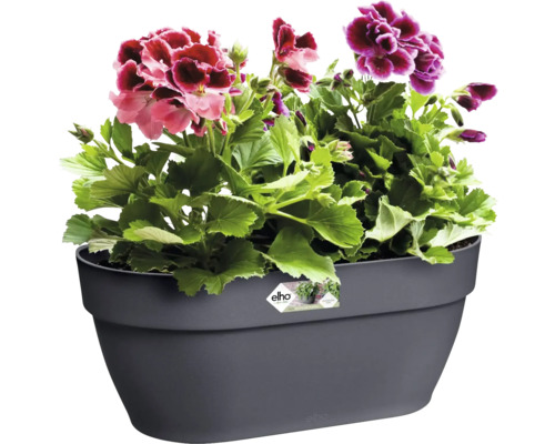 Blumenkasten mit bunten Geranien