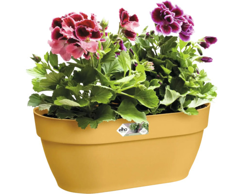 Blumenkasten mit blühenden Geranien