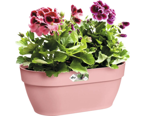 Jardinière avec des géraniums sur le balcon