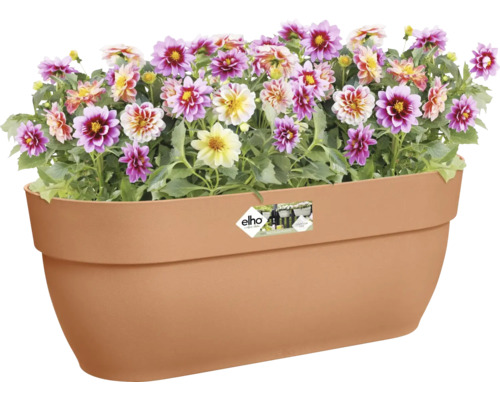 Blumenkasten mit blühenden Dahlien