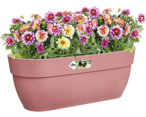 Blumenkasten mit bunten Dahlien