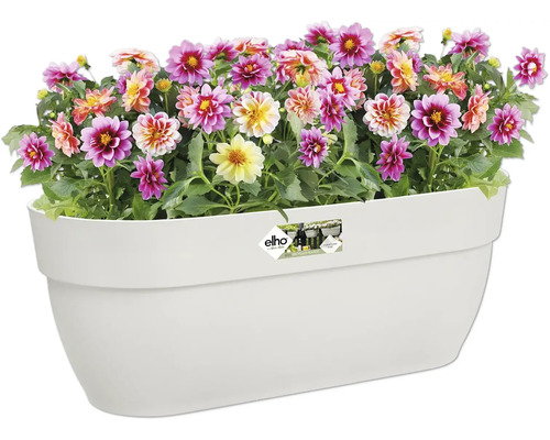 Blumenkasten mit bunten Dahlien