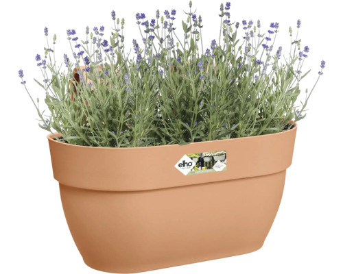 Lavendel in einem Kunststoffblumentopf