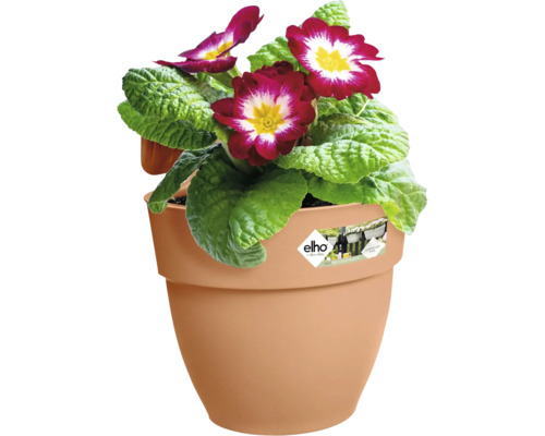 Blumentopf mit Primelblüten