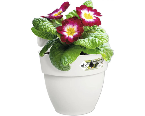 Primel in weißem Blumentopf