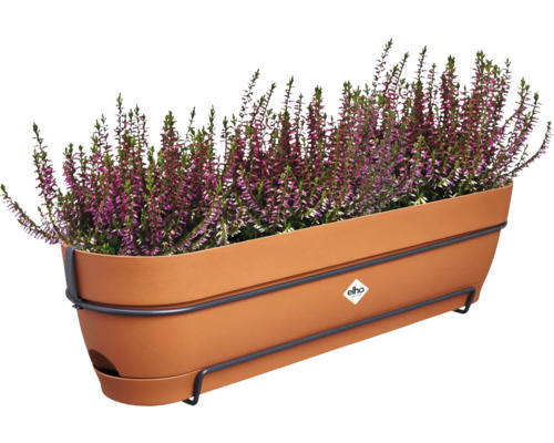 Bruyère dans une jardinière oblongue avec support