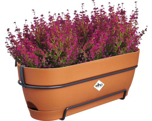 Heidekraut in einem Blumenkasten mit Halterung