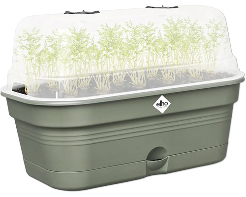 Anzuchtkasten mit jungen Pflanzen und transparentem Deckel