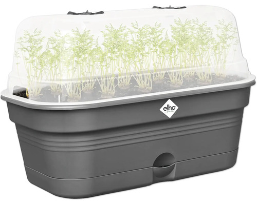 Anzuchtkasten mit transparentem Deckel und jungen Pflanzen