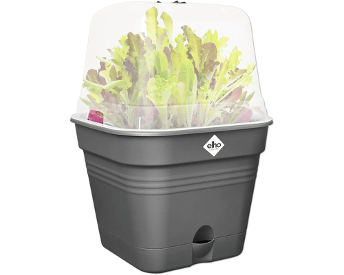 Anzuchtkasten mit Salatpflanzen unter einer transparenten Abdeckung