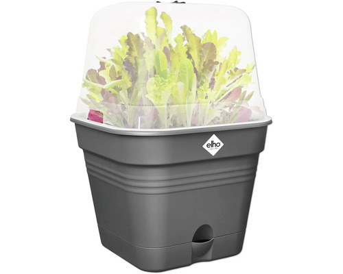 Anzuchtkasten mit Salatpflanzen und transparentem Deckel