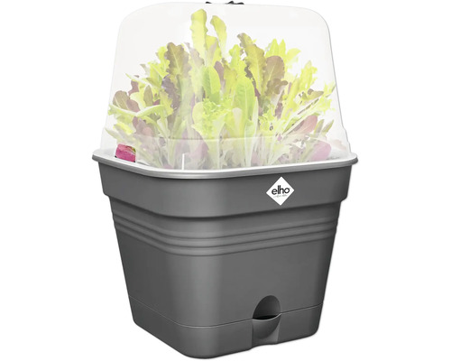 Anzuchtkasten mit Salat und Elho Logo