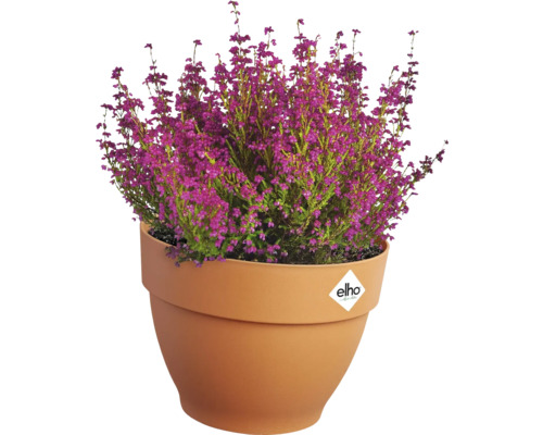 Besenheide mit lila Blüten im Pflanzgefäß von Elho