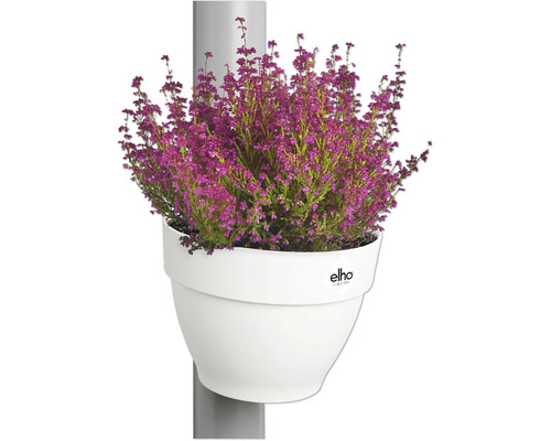 Image d''une plante de bruyère dans un pot de fleurs Elho blanc, fixé à un poteau gris.