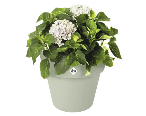 Hortensia dans un pot de fleurs Elho