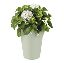 Hortensia dans un pot de fleurs