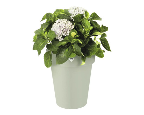 Hortensie in einem Blumentopf