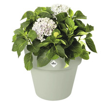 Hortensia en pot avec logo Elho